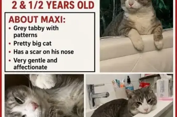 Lost cat, Mornington, Victoria, Melbourne - grey and white tabby - photo