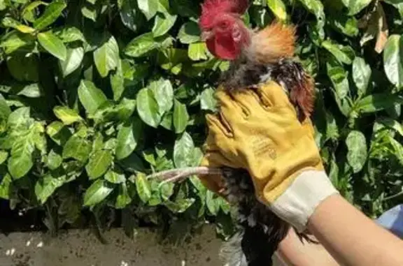 Trouvée oiseau, Boulevard Normandie Niemen, 61, Saint-Étienne - jeune coq - photo