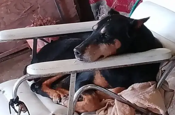 Perros perdidos, Chicoloapan, foto: Perdido perro hembra, Patriotismo, 10, Chimalhuacán, Chicoloapan — con pañoleta roja