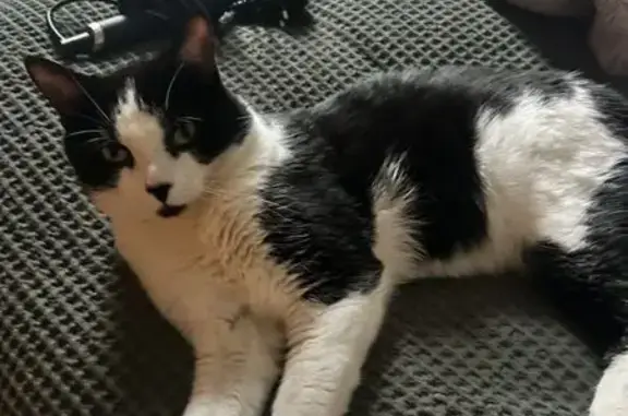 Lost cat, Crookham Road, Fulham — black and white British Shorthair - photo