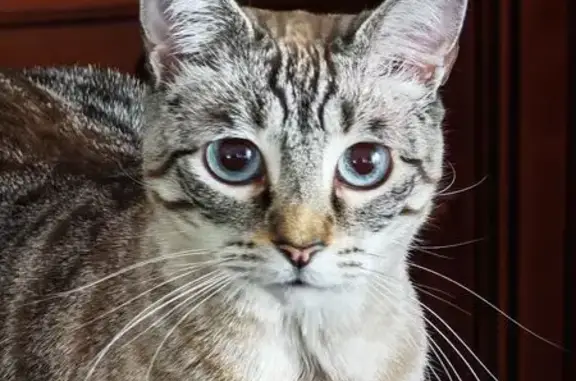 Se perdió por la noche, salió de casa de su dueña y no volvio. Esta muy gordo y se reconoce facilmente porque tiene el vientre colgando.