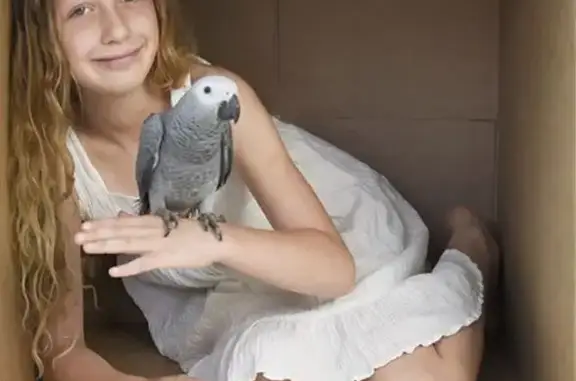 Lost bird, Crassula Road, 96a, Cape Town - female African Grey with red tail - photo