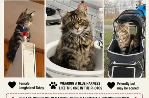 Lost cat, Parish, New York, Altmar - female - long-haired tabby Maine Coon with a blue harness - photo