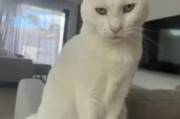 Lost pets Williamstown, photo: Lost cat, Anzac Crescent, 16, Hobsons Bay, Williamstown - male, pure white, green eyes