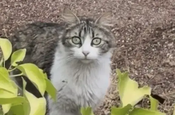 Encontrado gato, Avenida de Eu...