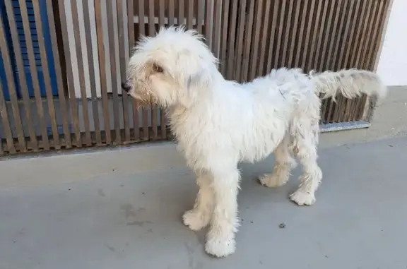 Encontrado cachorro macho, Rua...