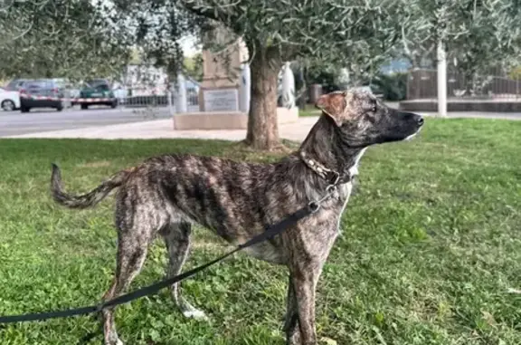 Chien perdu femelle, Route de Digne, Castellane - bringé, 17 kg - photo