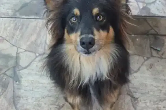 Perdido cachorro macho, Rua Negrinho Santos, Canoas - pelagem preta e orelhas pontudas - photo