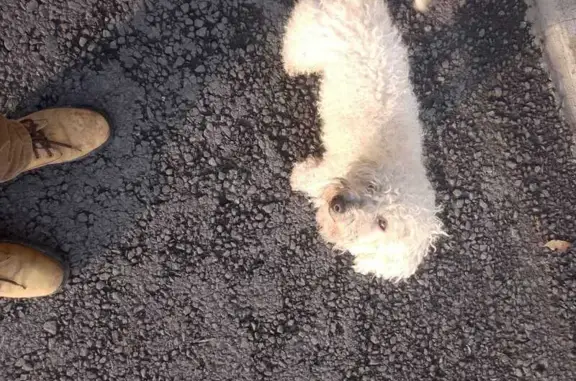Perdido perro macho, Monte Casino, San Francisco Coacalco, Ecatepec de Morelos - visto por la glorieta del parque - photo