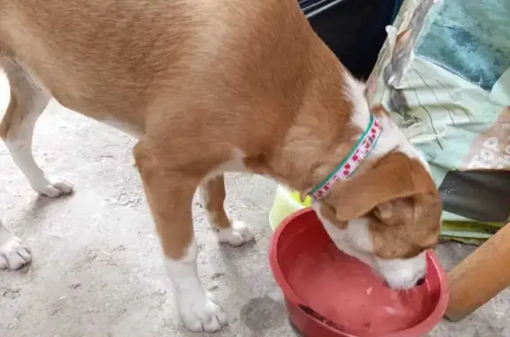 Búsqueda de mascotas, foto: Encontrado perro masculino cachorro, Sinanche, MZ21 LT273, Magdalena Contreras - color café claro con manchas blancas