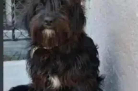 Perdido perro macho, Calle Tom...