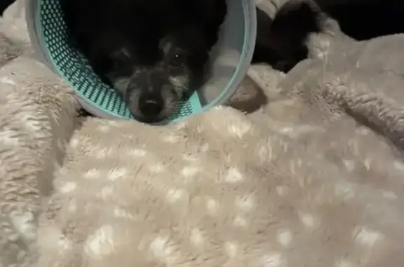 Lost dog, Water Oaks Drive, 5943, Austell - small black dog, black vest-style harness - photo