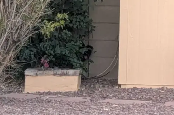Found dog Tempe, photo: Found dog, East Carson Drive, 1008, Tempe - small, black with brown undertones