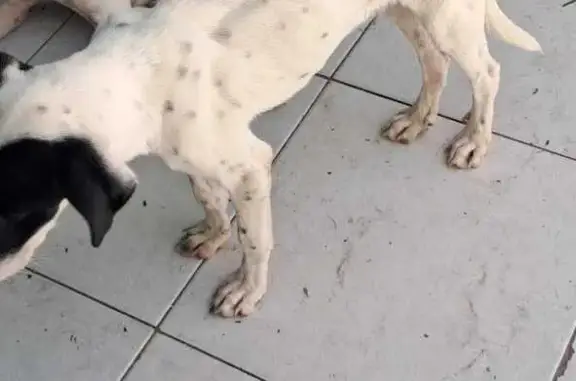 Perro perdido macho, Ejido de...