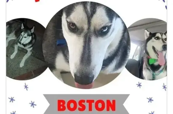 Perdido perro masculino, Norue...