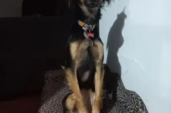 Perdido cachorro fêmea, Rua Jo...
