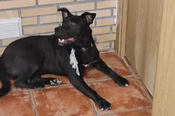 Perro perdido hembra, Vilanova...