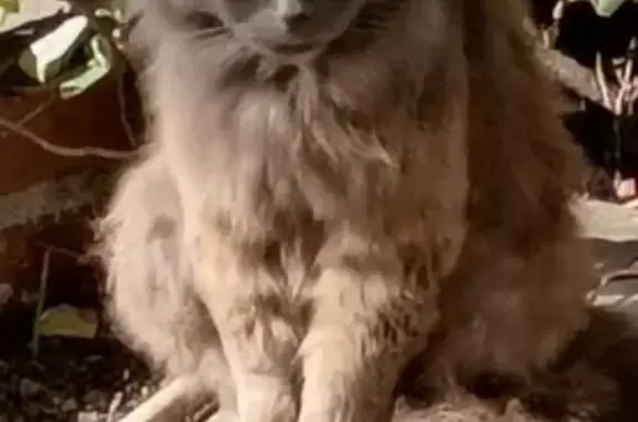 Missing cat Los Angeles, photo: Lost cat, Monrovia, California, Los Angeles - male, grey, crinkly ears