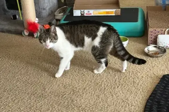 Lost cat, female, Carlisle Way, 857, Sunnyvale - shy indoor-only cat with pink nose - photo