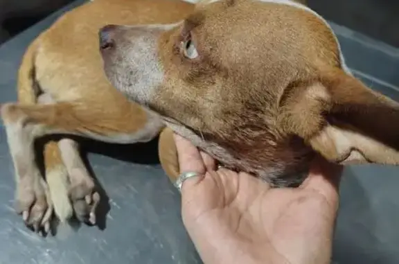 Perro encontrado macho, Calle...
