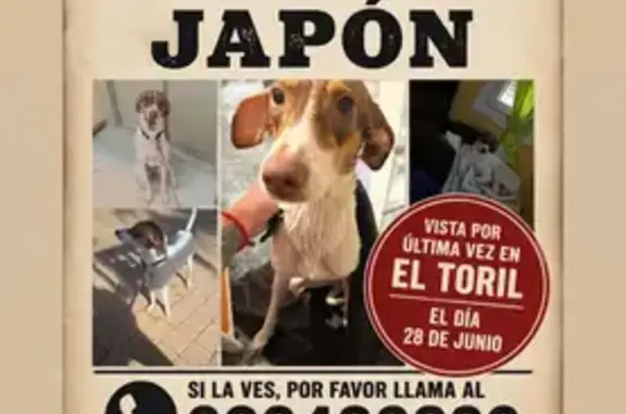 Perdido perro hembra en Calle El Toril, Andalucía, Madrid - muy delgada y con collar azul de Disney - photo