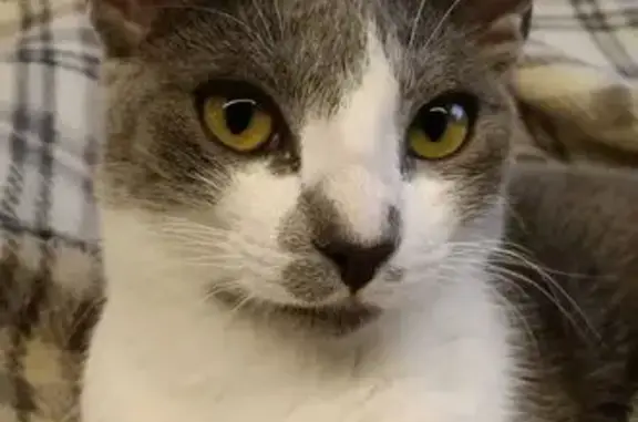 Perdido gato, Calle Bilbao, 48, Almería, Almeria - photo
