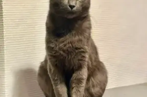Chat perdu mâle, Rue de la Mairie, 10, Coullons - tout gris, non castré - photo