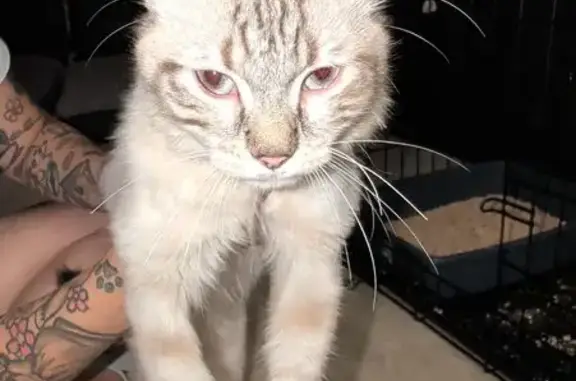 Chat trouvé Aucamville, photo: Chat trouvé, mâle, Chemin d'Azas, Aucamville - poil mi-long blanc, crème et gris