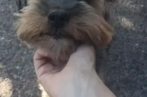 Búsqueda de mascotas, foto: Perro encontrado macho, Calle de Salvador de Madariaga, S/N, San Sebastian de los Reyes - Yorkshire joven con collar cuidado