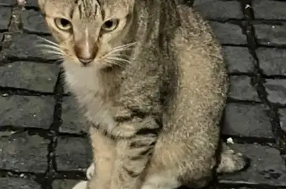 Lost and found pets Singapore, photo: Found cat, Lorong Mydin, 5, Hougang - very friendly, tightly curled tail