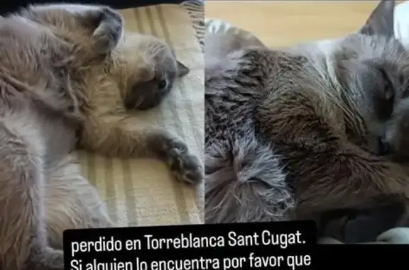 Perdido gato macho, Sant Cugat del Vallès, Cataluña, Pozuelo de Alarcon - responde al nombre de Nina - photo