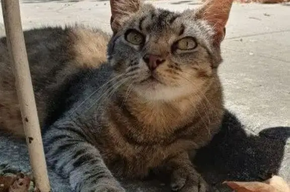 Chat perdu, Grande Rue, 3 bis, La Tronche, Denicé - femelle, répond à son nom - photo