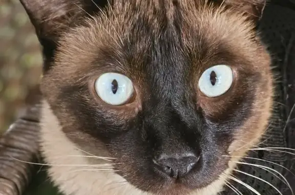 Chat perdu mâle, Rue Georges-Charpak, 20, Cherbourg-Octeville - très gentil et affectueux - photo