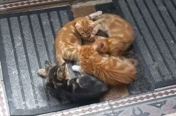RETROUVER Ce sont deux chatons de couleur roux tigrer et un noir tigrer ils ont entre 6 et 7 mois disparus vers 17h le 02/07/2026
