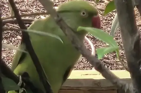 Found pets Arlington, photo: Found bird, First Street, 100, Rockville, Arlington - Indian Ringnet parrot, likely female