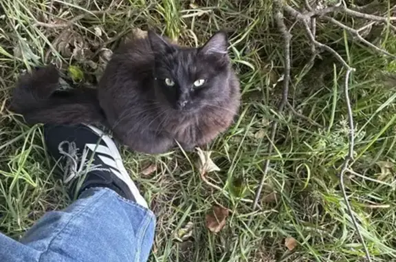 Found cat, River View, 36, Cae...
