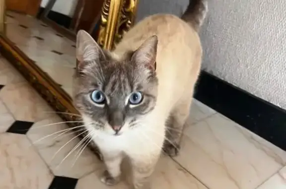 Chat perdu, Pau, photo: Chat perdu mâle, Bordes, Pau - gris, yeux bleus