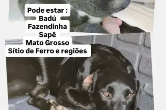 Perdido cachorro macho, Badu,...