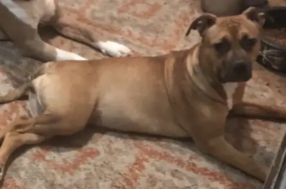 Lost dog, Derby Run, 1210, Virginia Beach - female, brown coat with darker muzzle - photo