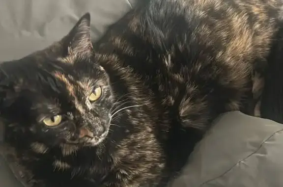 Es una gata carey esterilizada de 3 años de edad. Tiene el rabo roto y es muy asustadiza así que es probable que esté escondida. Tiene chip y no se deja coger