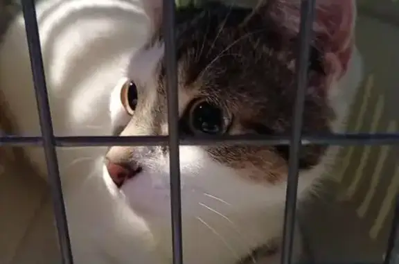 S est enfuie de notre camping car près du château centre de psychiatrie. A 1 an 1/2 environ. Mince . Majorité de blanc. A son harnais de voyage. Peureuse mais douce une fois qu elle connait. Mon numéro est à la mairie et à l association des chats.