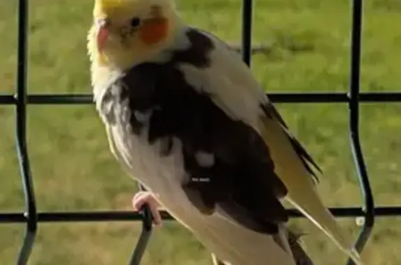 Trouvée oiseau, Épinay-sur-Orge, Île-de-France, Paris - photo