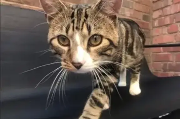 Lost cat, Osborne Street, 16,...