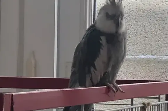 Animaux trouvés Bègles, photo: Perdue oiseau mâle, Chemin de l'Épargne, 5, Bègles — calopsitte gris et blanc, bagué