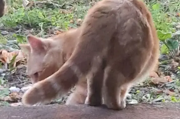 Lost and found pets United Kingdom, photo: Found cat, Willington Road, Brixton - ginger with a specific tail colours