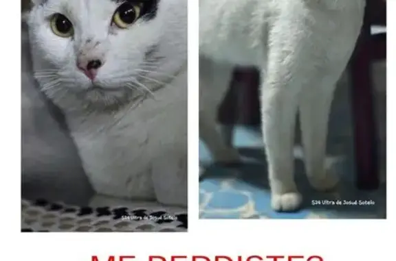 Búsqueda de mascotas, foto: Encontrado gato macho en Lago Trasimeno, 153, Ciudad Nezahualcóyotl - muy cariñoso