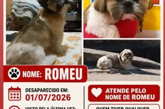 Perdido cachorro macho em Estr...