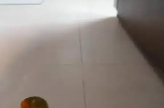 Lost and found pets Singapore, photo: Found bird, Fernvale Lane, 404, Serangoon - green lovebird with yellow and orange beak