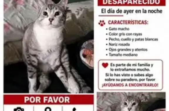 Perdido gato macho atigrado, Calle 20 de Noviembre, Puebla de Zaragoza, San Bernardino Tlaxcalancingo — ojos azules, nariz rosa - photo