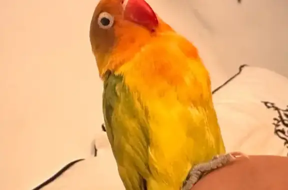 Animaux perdus Pérols, photo: Perdue oiseau mâle, Impasse du Jusant, 111, Montpellier - bagué, jaune orange